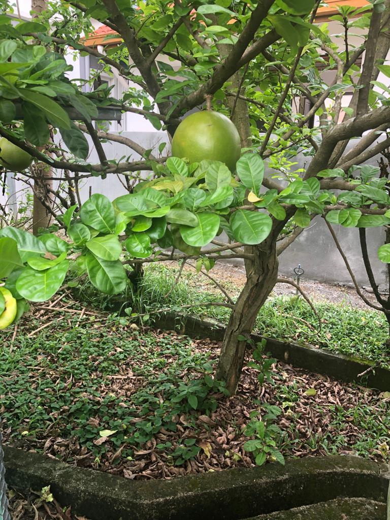 migraine, brain, alzheimer, cancer, stroke, Kl, Malaysia